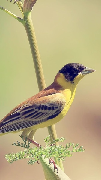 Bird Live Wallpaper - Preview 7