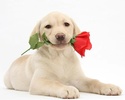 Labrador Retrievers Wallpapers screenshot 2