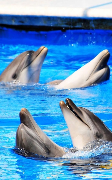 Dolphin HD Live Wallpaper - Preview 6