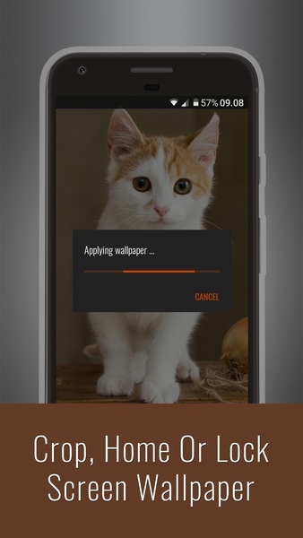 Cats Wallpapers - Preview 2