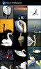 Swan Wallpapers screenshot 1