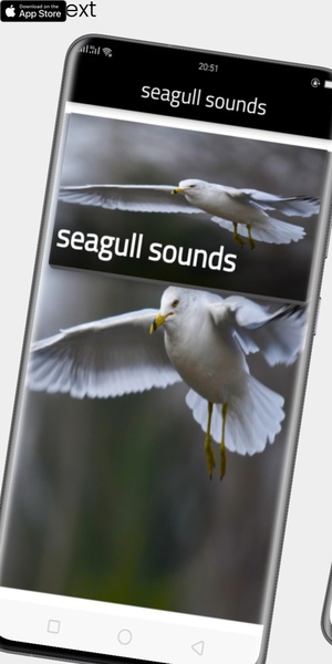 seagull sounds - Preview 5