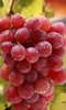 Grapes Wallpapers screenshot 4