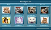 Meowing Cat Sounds screenshot 15