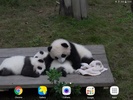 Panda Video Wallpaper screenshot 4