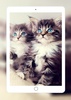 Cute Cats Wallpaper screenshot 1