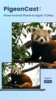 PigeonCast screenshot 5