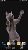 Dancing Cat Live Wallpaper screenshot 2