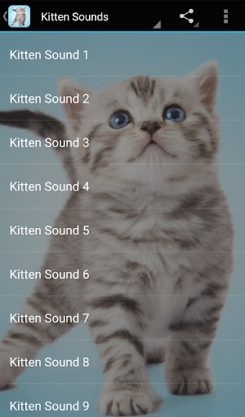 Kitten Sounds - Preview 1