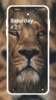 Lion HD Wallpaper screenshot 6