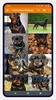 Rottweiler Dog Wallpapers screenshot 1