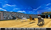 Wild Greyhound Dog Racing screenshot 6