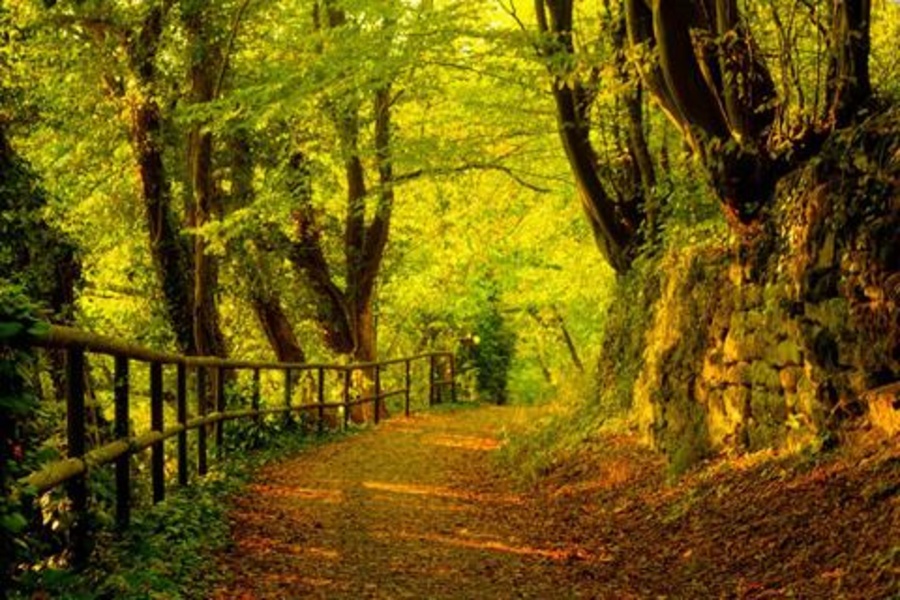 Forest Jigsaw Puzzles - Preview 6
