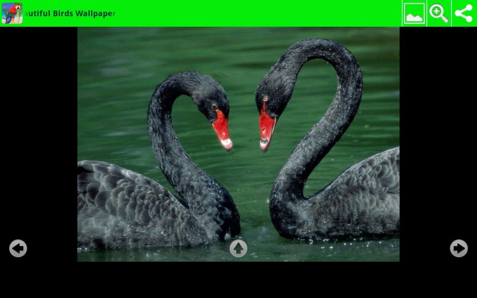 Beautiful Birds Wallpapers - Preview 1
