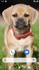 Cute Dog Wallpaper screenshot 3