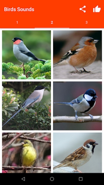 Birds Sounds - Preview 6