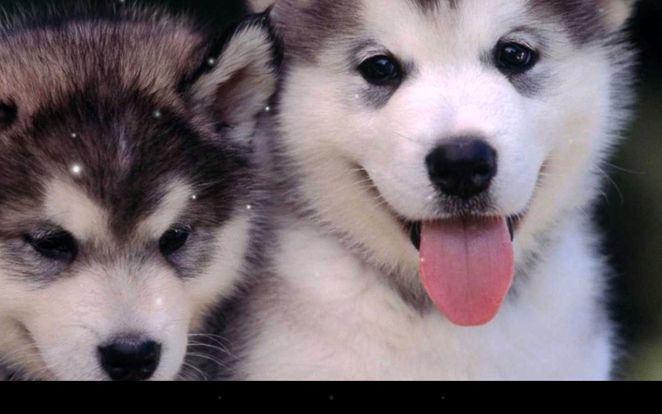 Husky - Preview 4