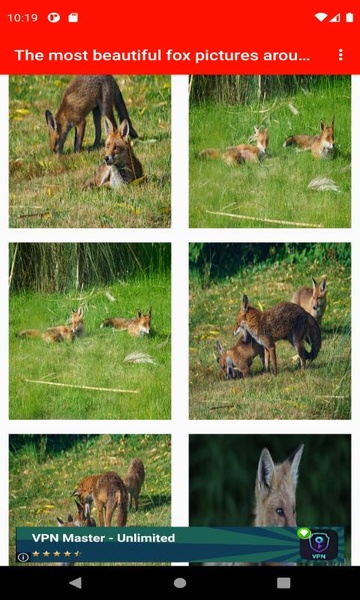 The most beautiful fox pictures around the world of 4K - Preview 7