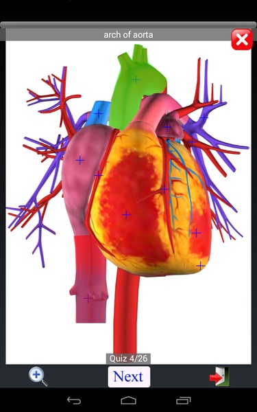 Anatomy Quiz Lite - Preview 4