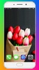 Tulip Wallpaper HD screenshot 5