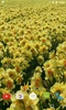 Daffodils Video Live Wallpaper screenshot 2