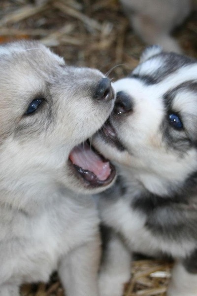 Dog Wallpaper - Preview 7