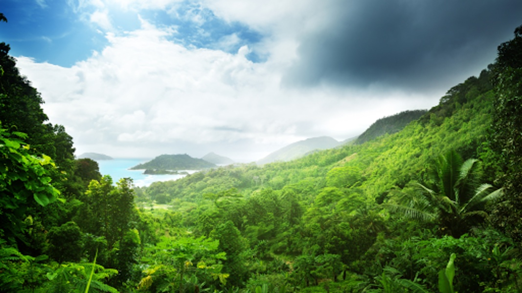 Jungle Live Wallpaper - Preview 2