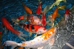 Koi Fish HD Wallpaper screenshot 7