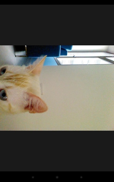snapcat - Preview 1