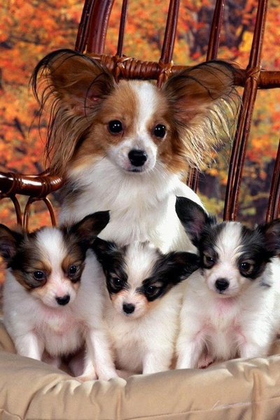 Dog Wallpaper - Preview 11