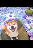 Picture Collection screenshot 2