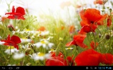Poppies live wallpaper screenshot 3