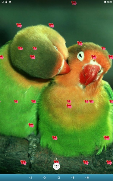 Love Birds Live Wallpaper - Preview 5