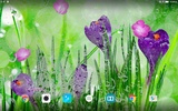 Spring Flower Live Wallpaper screenshot 2