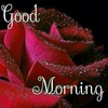 Good morning Images Gifs, Flowers Roses wallpapers screenshot 4