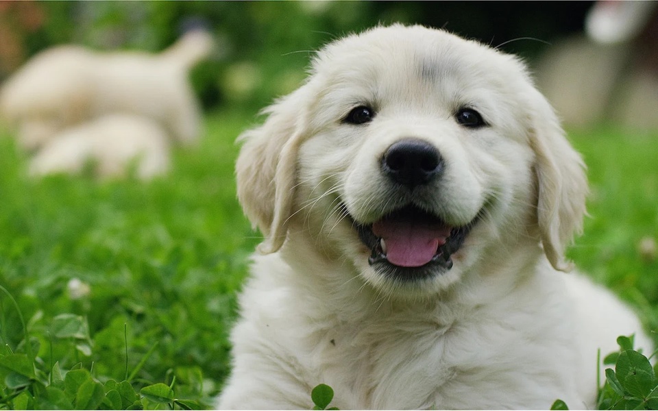 Dogs Puzzle - Preview 2