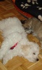 Havanese Dogs Jigsaw Puzzles screenshot 3