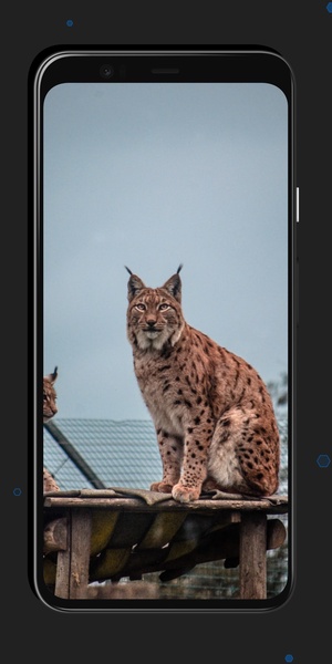 Leopard Wallpapers - Preview 2