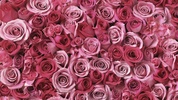 Roses Live Wallpaper screenshot 2