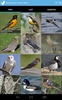 Audubon Bird Guide screenshot 7