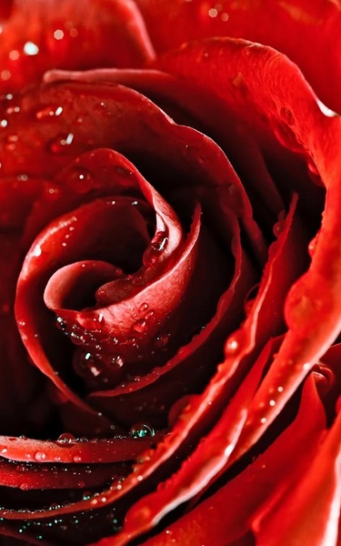 Macro Rose Live Wallpaper - Preview 8
