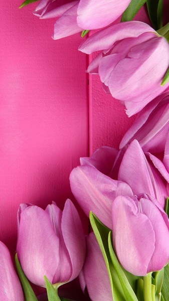 Pink Tulips Live Wallpaper - Preview 5