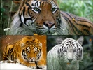 Wild Tigers Screensaver screenshot 1