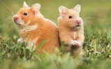 Puzzle - Cute Hamsters screenshot 2