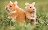 Yapboz - sevimli hamster screenshot 2