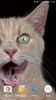 Cat Shake HD Live Wallpaper screenshot 9
