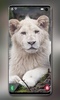 White Lion Wallpaper screenshot 9