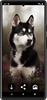Husky dog Wallpapers screenshot 3