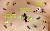 Ant Smasher screenshot 9
