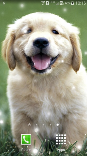 Puppies - Preview 10